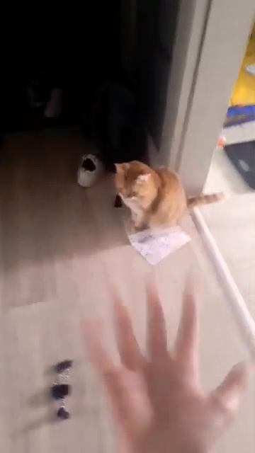 корм котики [get.gt]