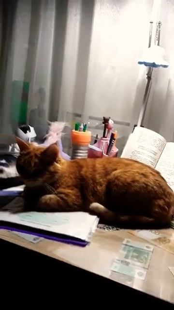 кошак делает уроки [get.gt]