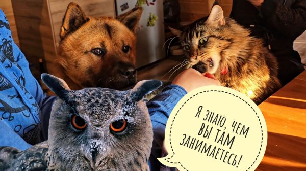 Пёс Кубик и совы в самое холодное утро этой зимы: -27°C. Совы покрылись инеем, а собаченька в тепле