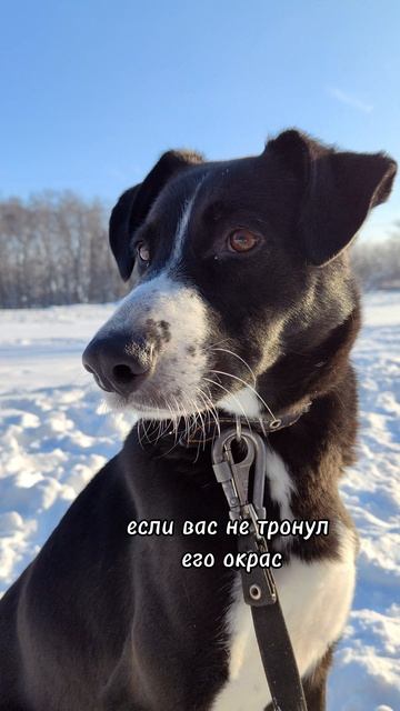 Поляк в добрые руки