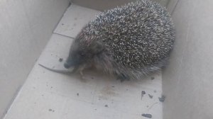 Ёж поедает ящерку и сколопендру