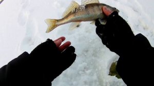 И СНОВА ЭТА СНАСТЬ ВЫРУЧАЕТ.ЛОВЛЯ СУДАКА ЗИМОЙ НА ТЮЛЬКУ.р.ВОЛГА.