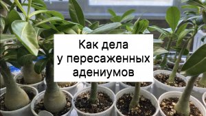 Как чувствуют себя пересаженные юные адениумы. 26 января 2026 г.