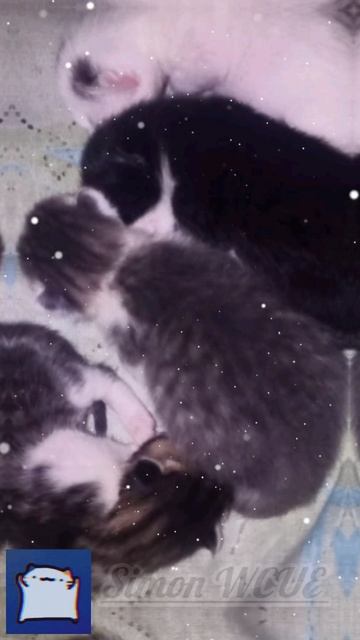 Хз че писать, просто мой кот