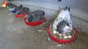 Выведение цыплят курами Брама 🐣🐥🐤