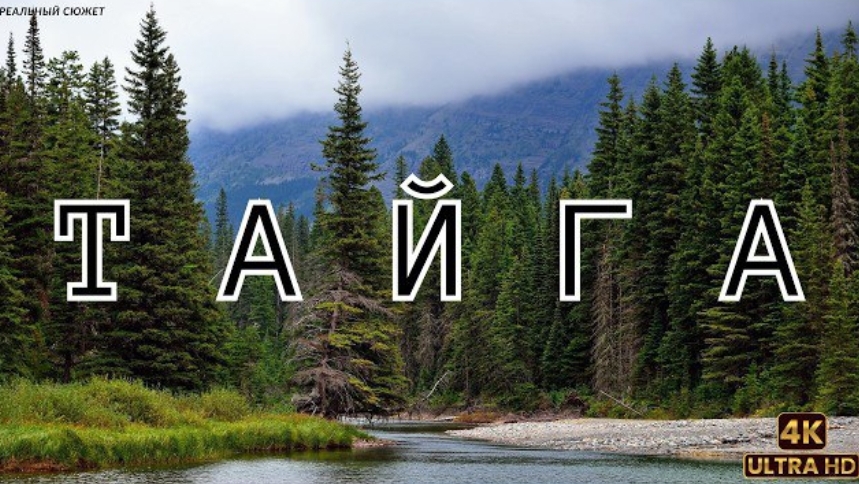 Тайга. Сердце планеты. смотреть онлайн