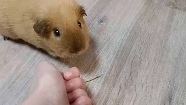 фантик чемпион побеганию: 0 смотреть онлайн