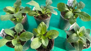 Цветочный Vlog. Петуния дает боковые побеги. Перевалка черенков цветов.