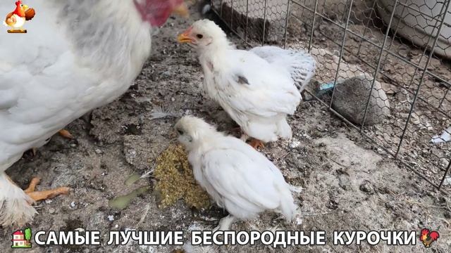 Цыплята и Курочки селяночки лучшие беспородные несушки 🥚 (431) смотреть онлайн