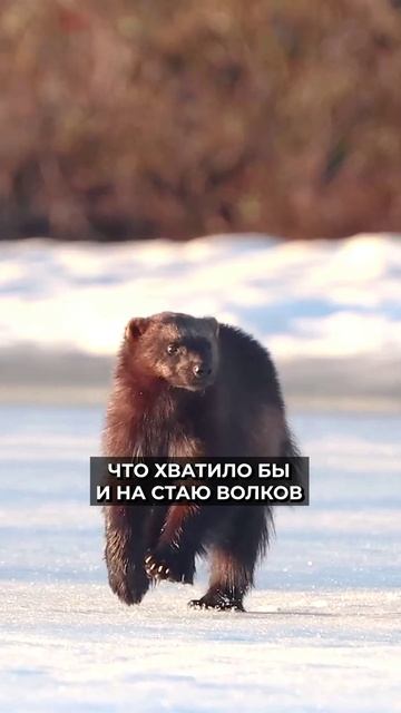 ❄️😳 Каких животных боятся медведи смотреть онлайн