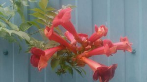 Кампсис (текома) - листопадная лиана семейства Бигнониевые