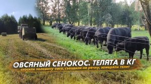 Овсяный сенокос №1. Съездили на речку. Сколько весят телята в 4-5 месяцев
