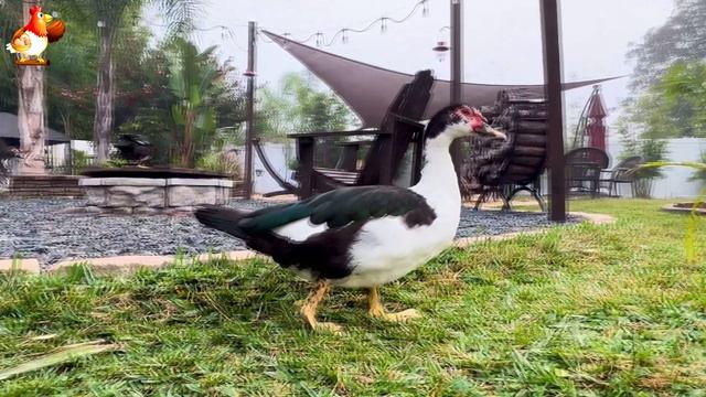 Забавные утки мускусные и пекинские на свободном выгуле со своими друзьями ч.(348) ❣️🤗😂 смотреть онлайн
