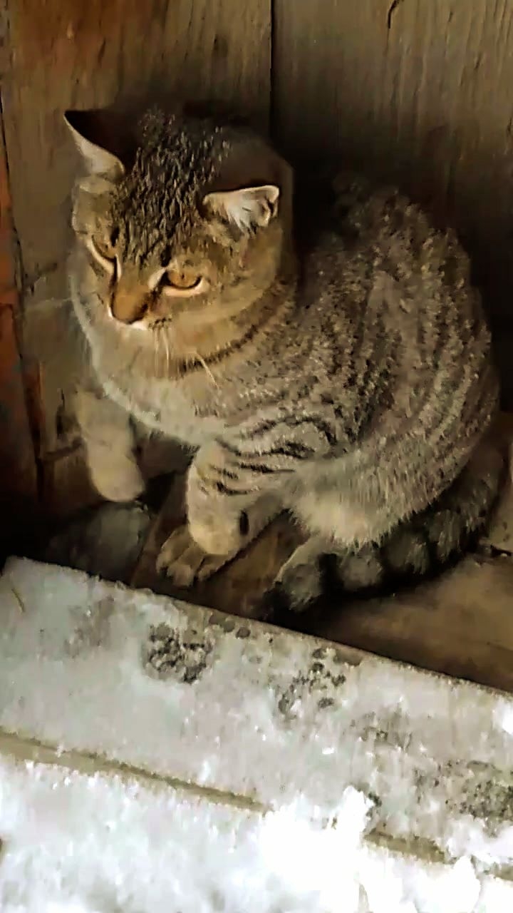 Охота была удачной! 😻😂 Юмор с животными. 26-01-2026 смотреть онлайн