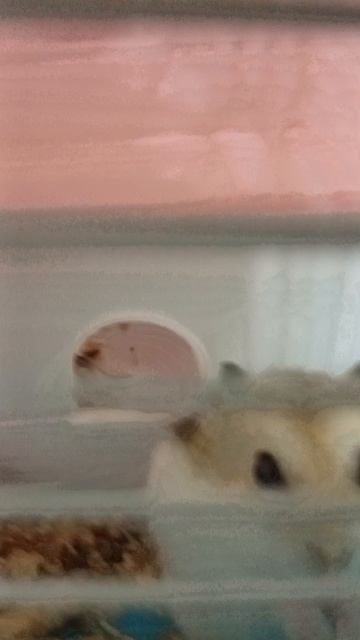 Лиза оказалась Стёпой