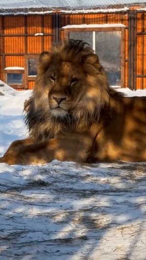 Лев ШЕРХАН. А вы думаете, нам, царям, легко? #шерхан #шерхан_тайган #лев #lion #animals #shortvideo