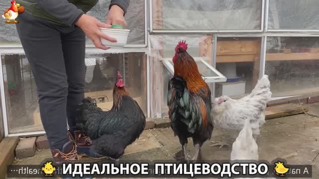 Идеальное птицеводство достойно восхищения 🐓🦆🦢🦚🦃🐔 эпизод (448) смотреть онлайн