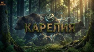 Дикая Карелия, хроника северной природы.