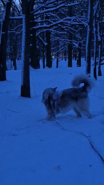 Как лисичка смотреть онлайн
