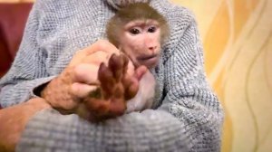 Жорик с Ангелиной так ВЕСЕЛО ТАНЦУЕТ, а на Люську в прямом смысле КЛЮВ ТОЧИТ!