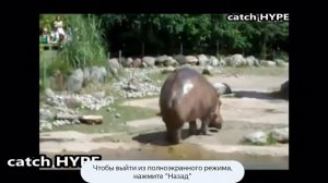 Пердёж бегемота