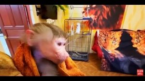 Полный ХАОС! Ангелина на табуретке, Жорик включил воина,  а Люська продолжает рвать обои!