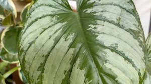 Филодендроны☘️🌿Давайте🎋🪚✂️ резать