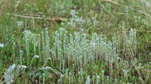 Луговые травы. Полынь