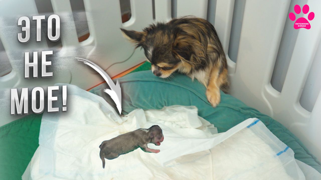 Собака РОДИЛА щенка и ПРЯЧЕТСЯ от него! смотреть онлайн