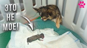 Собака РОДИЛА щенка и ПРЯЧЕТСЯ от него!