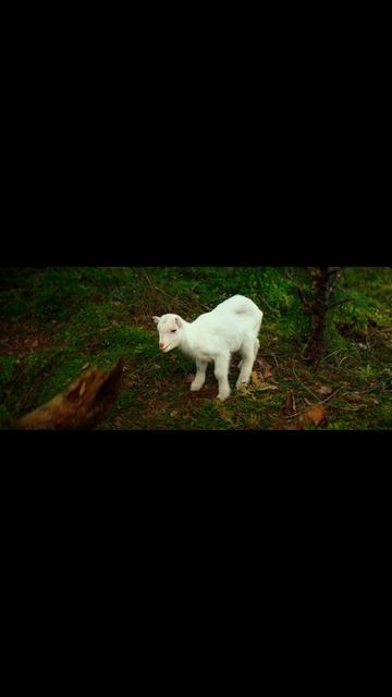 Маша и медведи (4)