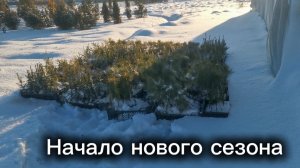 Мы начали утеплять череночник