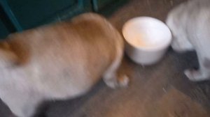 VID_20260126_104817_105422.mp4