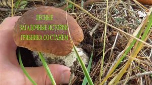 ЛЕСНЫЕ ЗАГАДОЧНЫЕ ИСТОРИИ ГРИБНИКА СО СТАЖЕМ! ЛЕШИЙ ДУХИ И ГОВОРЯЩИЕ ГРИБЫ!?