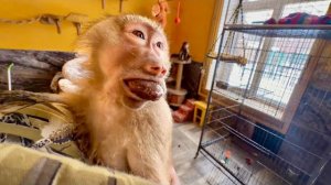 Маня ради вкусняшек сделала вид, что СТРАШНО ЗА НАМИ СОСКУЧИЛАСЬ, что бы мы выпустили ее ПОГУЛЯТЬ!))