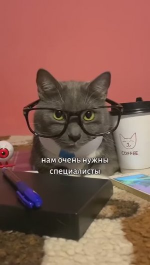 ЕСЛИ БЫ КОТИКИ УСТРАИВАЛИСЬ НА РАБОТУ