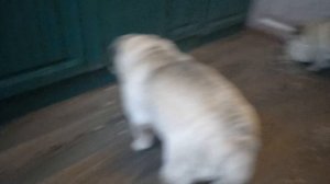 VID_20260126_104530_113433.mp4