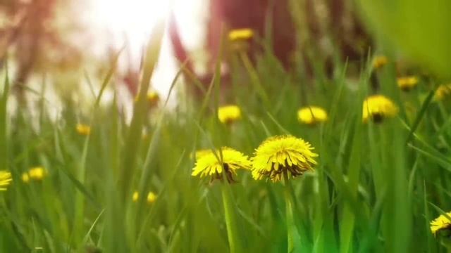 О печени.Польза лопуха и одуванчика для печени. смотреть онлайн