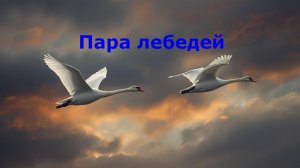 Пара лебедей