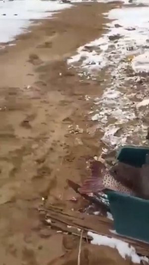 Видео от За Трофеем: Охота и Рыбалка