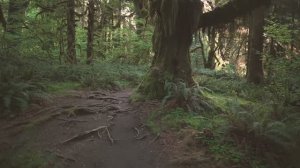 Красивая прогулка по лесу | Природа для медитации, тренировок и отдыха