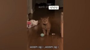 СМЕШНЫЕ ВИДЕО С КОТАМИ С ОЗВУЧКОЙ