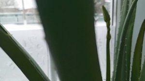 Алое зацвёл