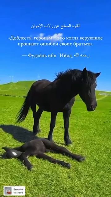 Фудайль ибн 'Ияд (рахlимахуЛлагь) о доблести и героизме. Шейх Шамиль аш-Шафи'ий. смотреть онлайн