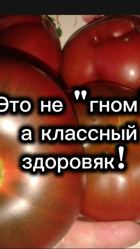 🍅 Сажайте, не пасынкуйте и снимайте корзинку помидор с куста! 🍅
