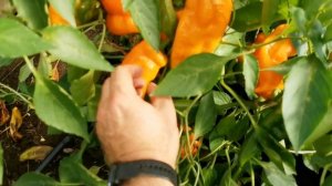 pomidom.ru Перец Сладкий Оранжевый Клык Динозавра - Orange Fang of the Dinosaur