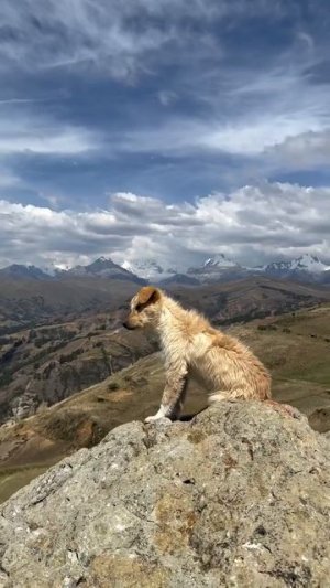 Когда все понял в этой жизни 🐕😉