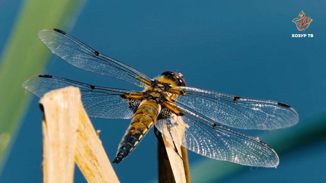 Иң нәфис бөҗәк | Гаҗәеп дөнья серләре. Бөҗәкләр дөньясы смотреть онлайн