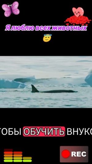 Животные приколы и не только😅