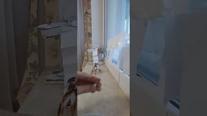 у меня появилась новая бумажная собака